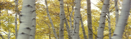 Picture of trees